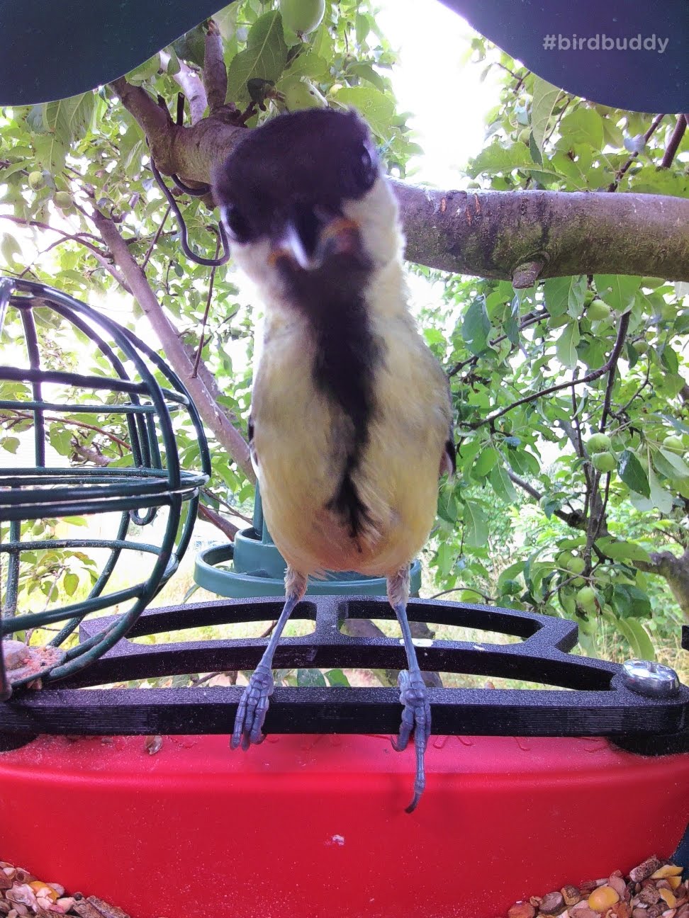 Bird Buddy Front Perch Improved - Comfortable Feeding for Small Birds