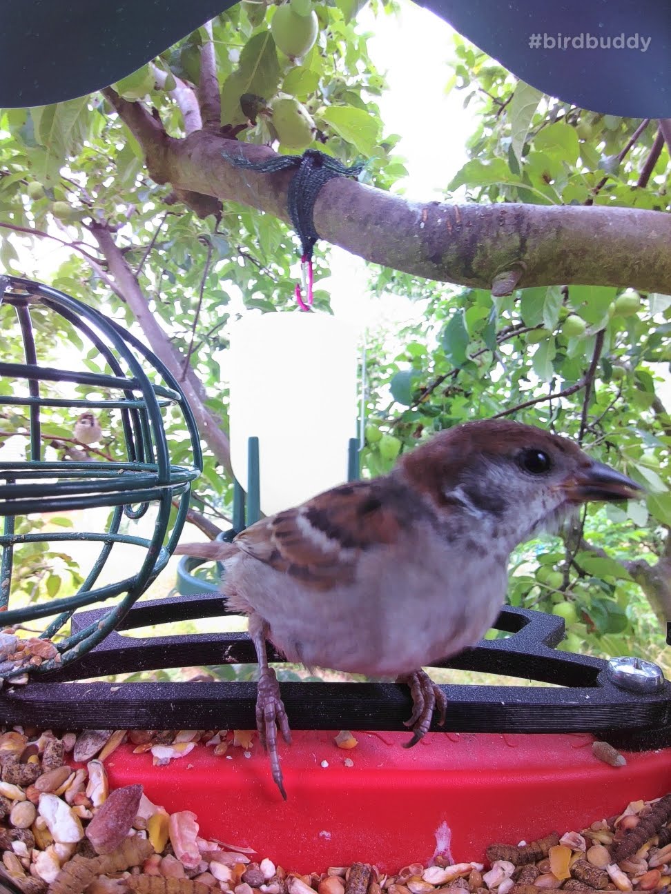 Bird Buddy Front Perch Improved - Comfortable Feeding for Small Birds