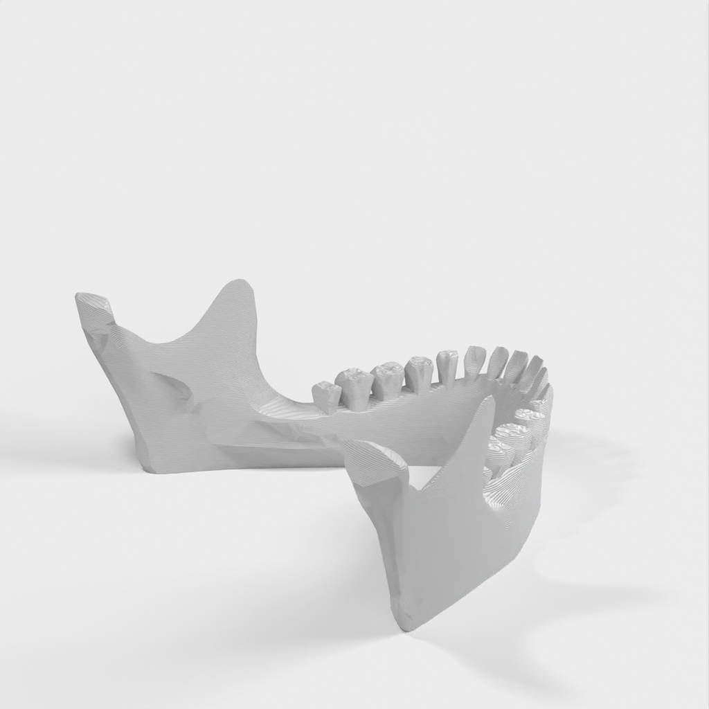 Jaw iPad Stand: Human Jaw Model and iPad Holder