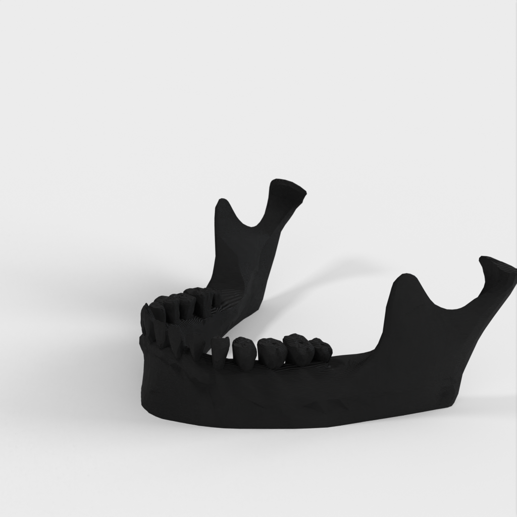 Jaw iPad Stand: Human Jaw Model and iPad Holder