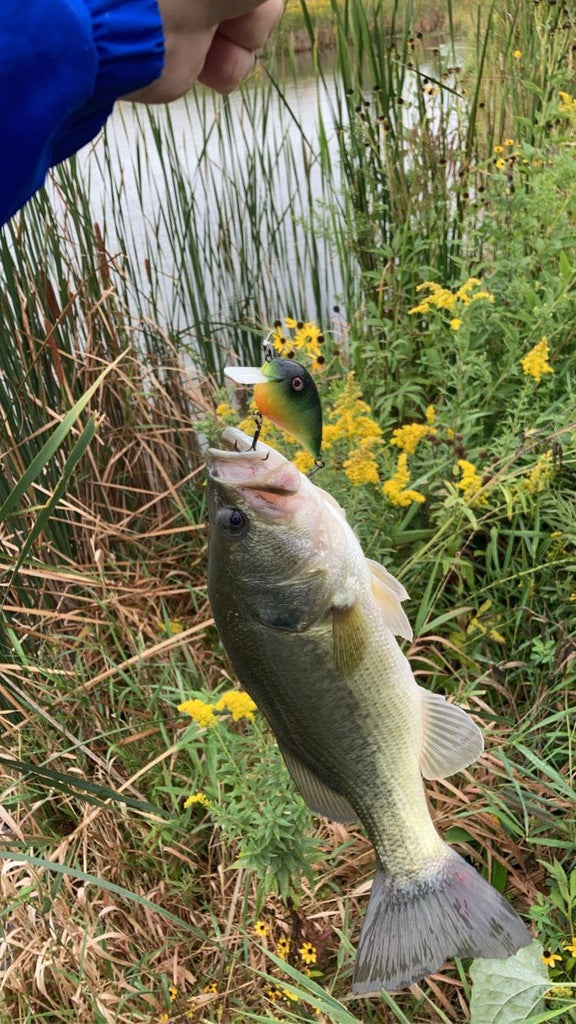 Fish Crab Bait - Effective fishing lure for your next fishing trip